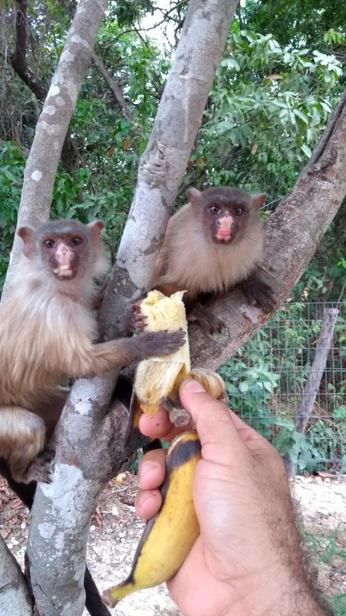 Chacara Pousada Sagui 쿠이아바 외부 사진